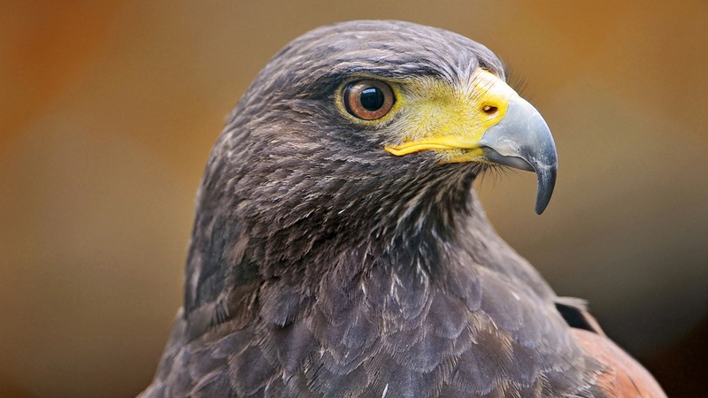 Twee van drie gestolen roofvogels weer terug bij sfeerboerderij in Nieuwe Niedorp