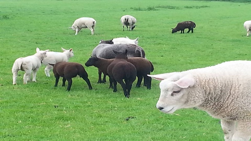 Dierendrama in Oudkarspel, drachtige schapen verliezen van schrik hun lammeren