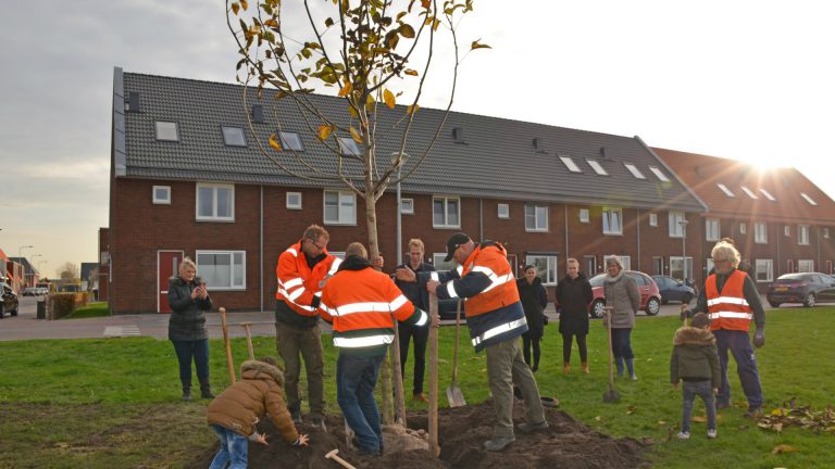 Monumentale Walnootboom geplant in wijk Westerdel Langedijk