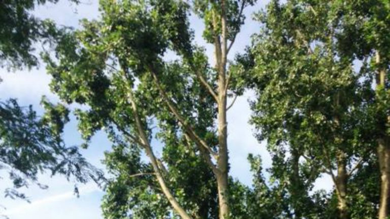 Dit jaar 160 nieuwe bomen voor gemeente Langedijk