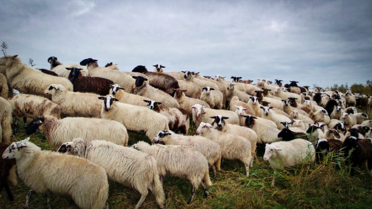 Waardse schapen in mei actief langs N242 en kanaal Alkmaar-Kolhorn