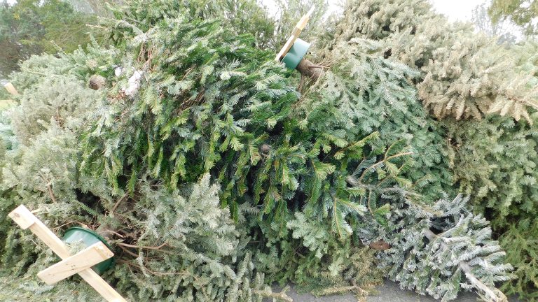 Gemeente Heerhugowaard zamelt kerstbomen in vanaf 6 januari