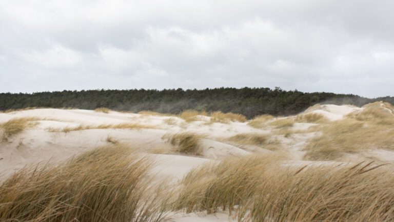 Provincie vraag Rijk om miljoenen voor natuurherstel in de duinen en buitengebied Alkmaar