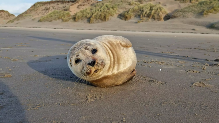 Zonnende zeehond poseert als fotomodel op Castricums strand