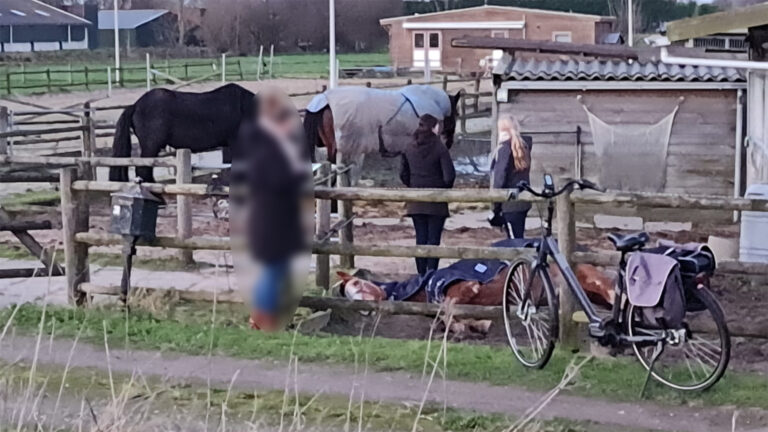 Vondst dode pony langs Langebalkweg leidt tot inbeslagname van dieren
