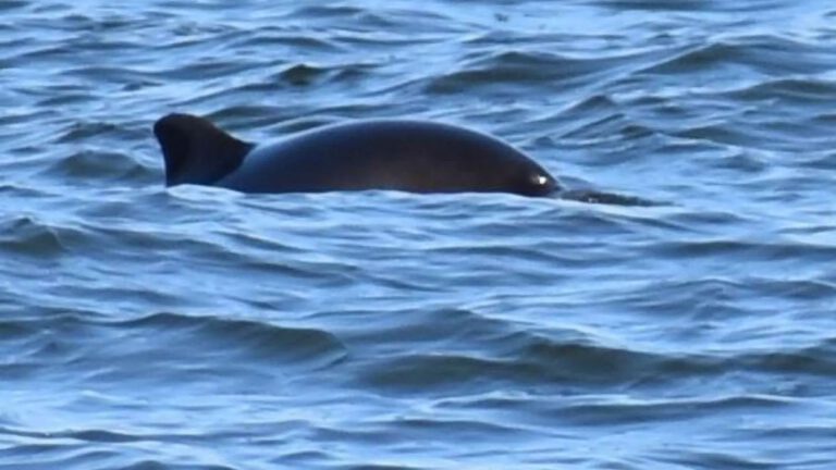 Twee dode bruinvissen aangespoeld bij Egmond en Schoorl, SOS Dolfijn vreest dat het door ontploffing komt