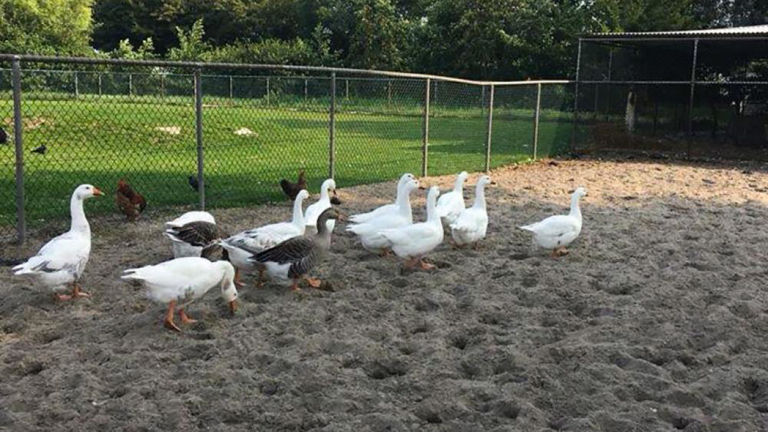 Vogelgriep slaat toe: kinderboerderij kapot van verlies 60 gevleugelde bewoners
