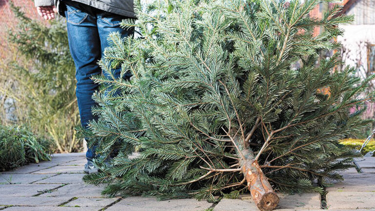 Gemeente Bergen zamelt kerstbomen in tegelijk met GFT-afval