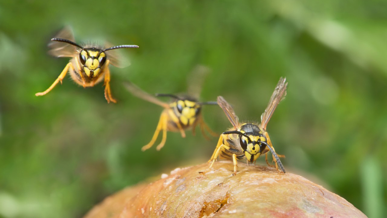 Regio meldt veel overlast van wespen: “Echt vroeger dan andere jaren”