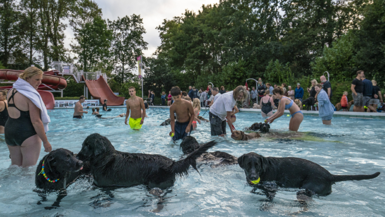 Honden nemen frisse duik in buitenzwembad Sint Pancras