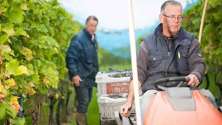 Steeds meer wijnbouw in koud kikkerlandje: “Warmer klimaat mooi meegenomen, maar niet de oorzaak”