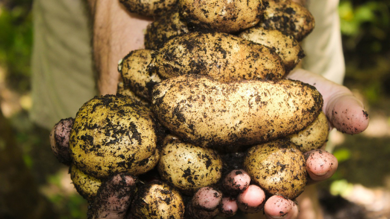 Aardappeltelers zien oogst verloren gaan door natte periode: “Een stille ramp”