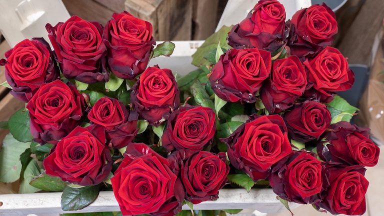 Valentijnsrozen dit jaar serieuze liefdesinvestering: “Het is nu niet leuk om te verkopen”