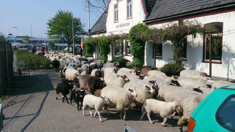 Gemeente koopt oude Café Welgelegen in Broek op Langedijk: vier vliegen in één klap