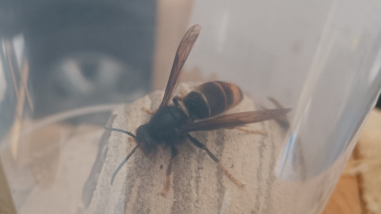Nest Aziatische hoornaar gevonden in Alkmaar: “De honingbij ziet hij als prooi”